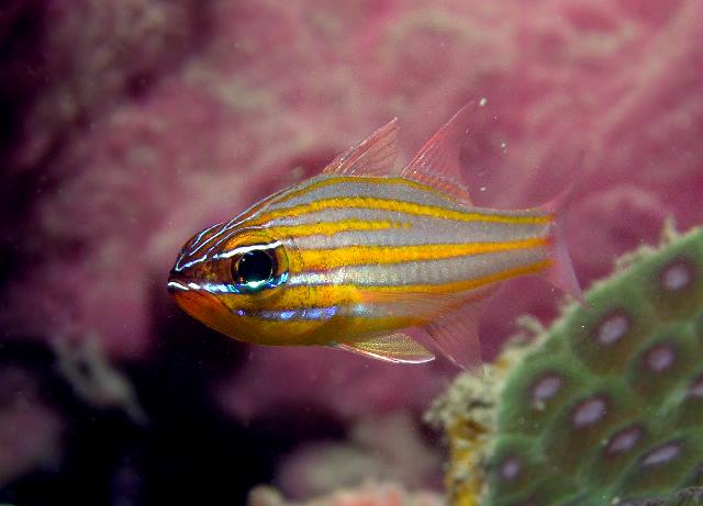 Apogon cyanosoma (Pesce cardinale a strisce gialle)